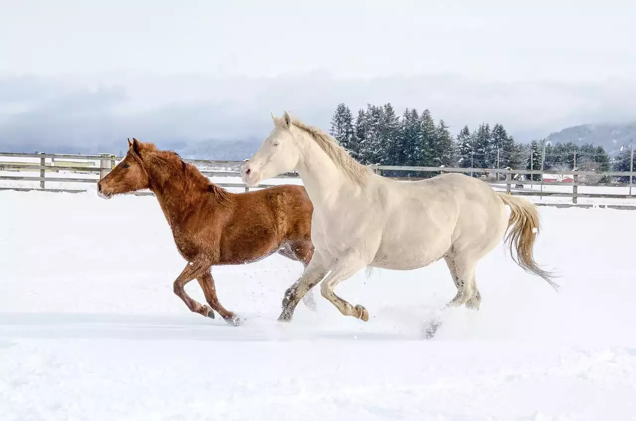 Apostar nas Corridas de Cavalos