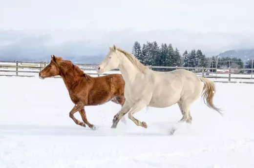 Apostar nas Corridas de Cavalos