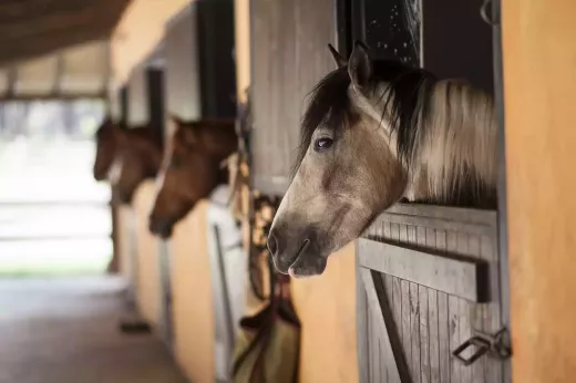 Copa All-American Breeders